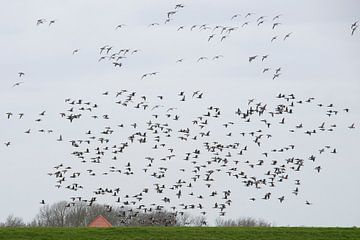 Zwerm ganzen - Texel