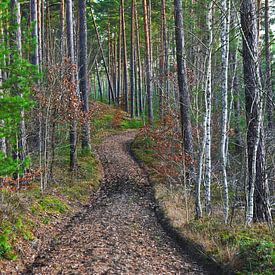 Healthy, wintery pine forest in Brandenburg by Silva Wischeropp
