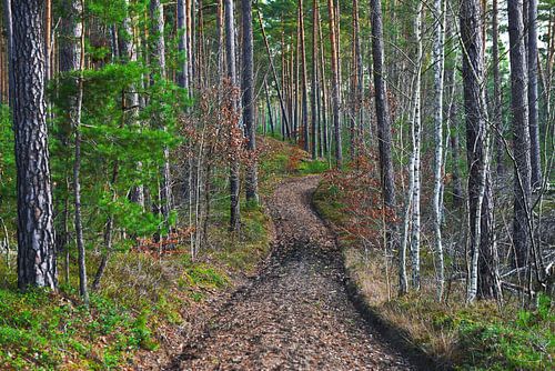 Healthy, wintery pine forest in Brandenburg by Silva Wischeropp