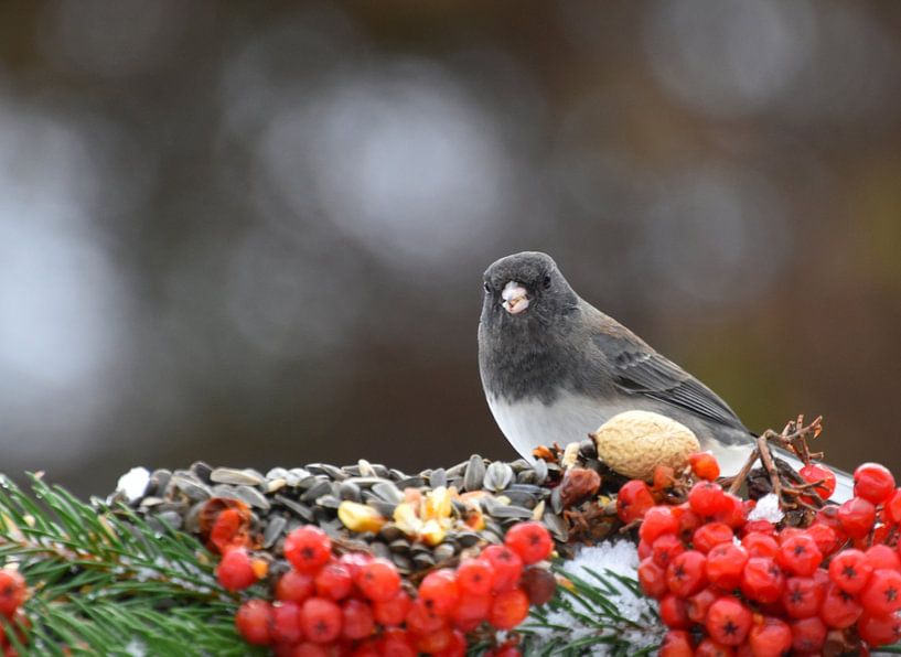 A junco bird at the feeder by Claude Laprise