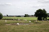Meetjesland van Olivier Van Acker thumbnail