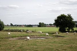 Meetjesland van Olivier Van Acker