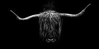 Scottish Highlander Black and White