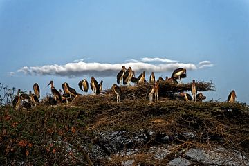 maraboes op nest van rene schuiling