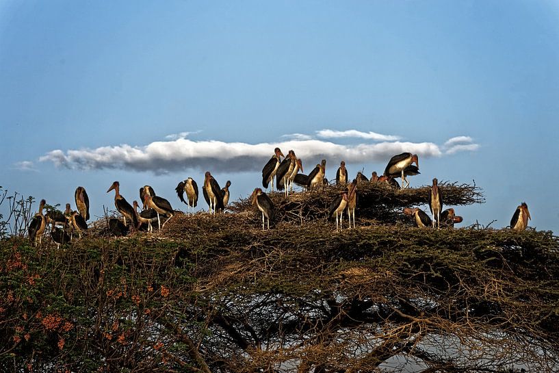 maraboe nesting von rene schuiling