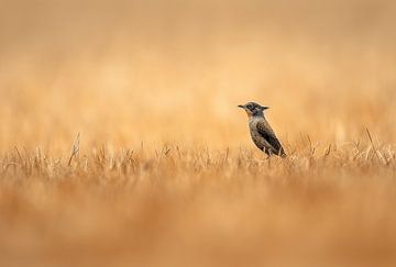 Vogelvlucht van Verfijning van Karina Brouwer