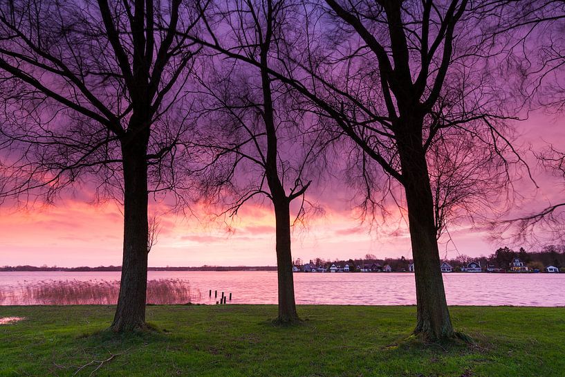 Bomen in het paars van robert wierenga