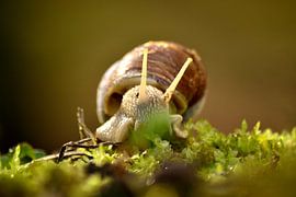 Wijngaardslak by Arno-Jan Boere