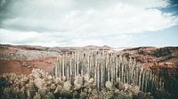 cactus landschap