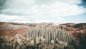 cactus landschap von Jonathan van Rijn