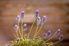 Blaue Trauben von Ginkgo Fotografie