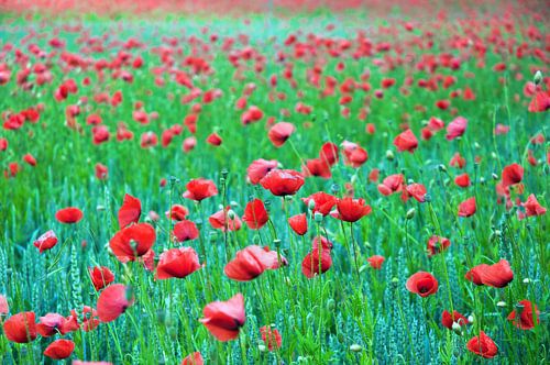 Betoverend korenveld met rode klaprozen 