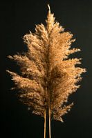 Un arbre de panache de roseaux