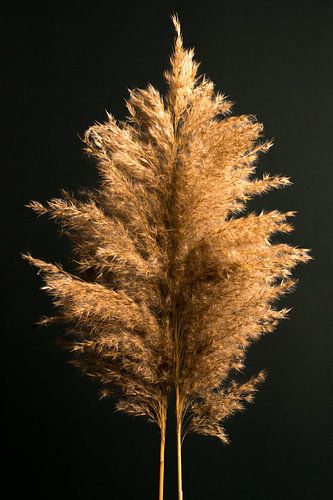 Een boom van een rietpluim