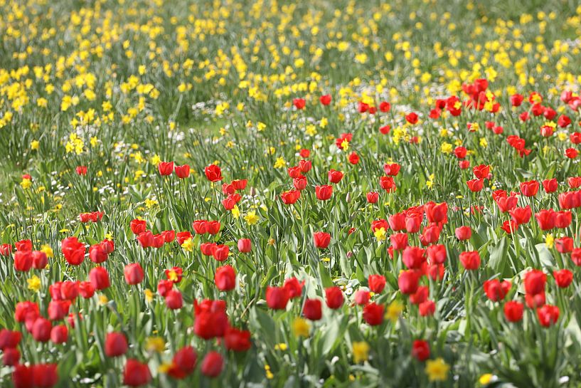 Tulips by Christian Konschewski