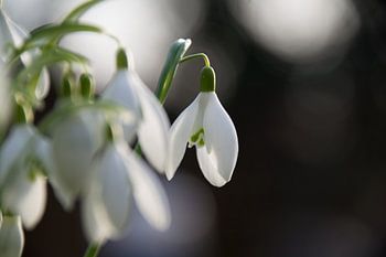 Sneeuwklokje