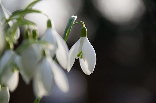 Sneeuwklokje