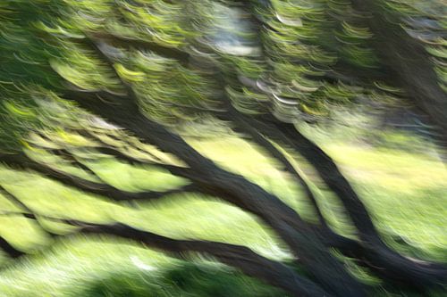 Vage bomen veren ICM (Intentional Camera Movement)