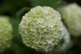 White hydrangea flower by Mariska de Jonge