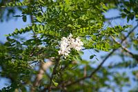 Blossom