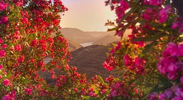 Sunset through Rose Window - Enchanting view of Douro Valley by Rudolfo Dalamicio