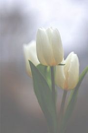 Tulp Wit van Fotos by Angelique