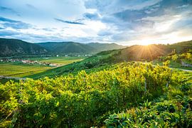 Op de Loibenberg midden in de Wachau van Gerald Lechner