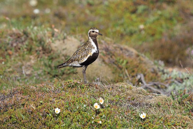 Europese goudplevier (Pluvialis apricaria) in de natuurlijke habitat, IJsland van Frank Fichtmüller