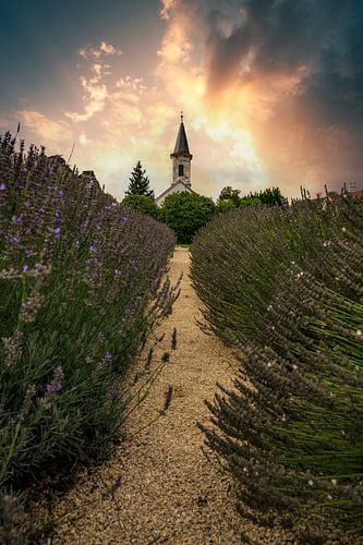 Dörgicse aan het Balatonmeer, lavendelwereld met sparren in de zonsondergang