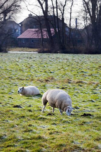 Moutons au pâturage en hiver