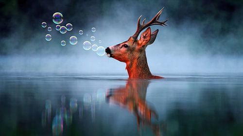 Reebok dans la lumière du soir... sur Ans Bastiaanssen