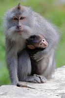 Monkey head