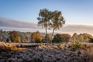 Nationaal Park De Meinweg in Limburg - Nederland