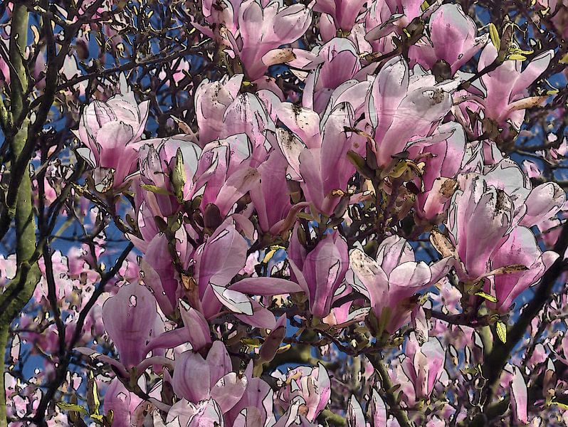 Magnolia's 5 van Edgar Schermaul