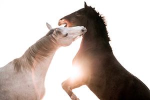 Dans van Kracht en Gratie Spelende Paarden in Tegenlicht