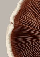 Pilz