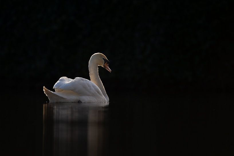Schwan in einem dunklen Rahmen von Menno Schaefer