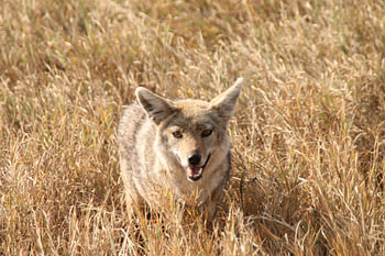 Renard de Tanzanie