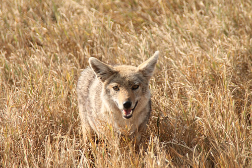 Fox Tanzania