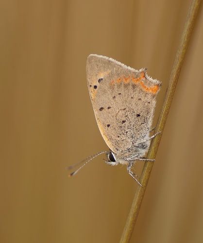 Kleine vuurvlinder in omgeving