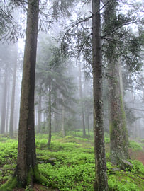 Mystischer Schwarzwald - Pfade der Stille III