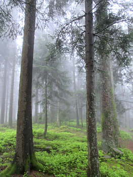 Mystischer Schwarzwald - Pfade der Stille III