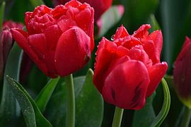 Tulpen uit Amsterdam van Jose Reijinga