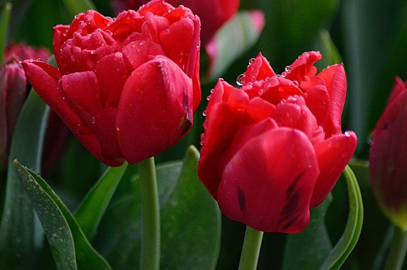 Tulpen uit Amsterdam von Jose Reijinga