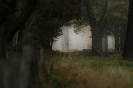 Een duister Weerterbos van Jarno van Osch