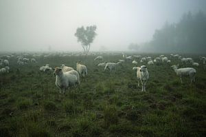 Nous revoilà à la chèvre