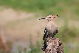 Hop op een boomstronk van Petra Vastenburg