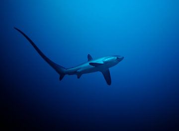 Thresher Shark