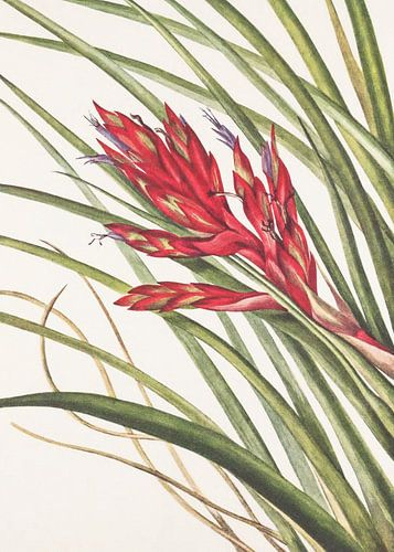 Kieuwblad Tillandsia Van Noord-Amerikaanse Wilde Bloemen (1925) Door Mary Vaux Walcott
