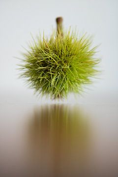 Châtaigne flottante